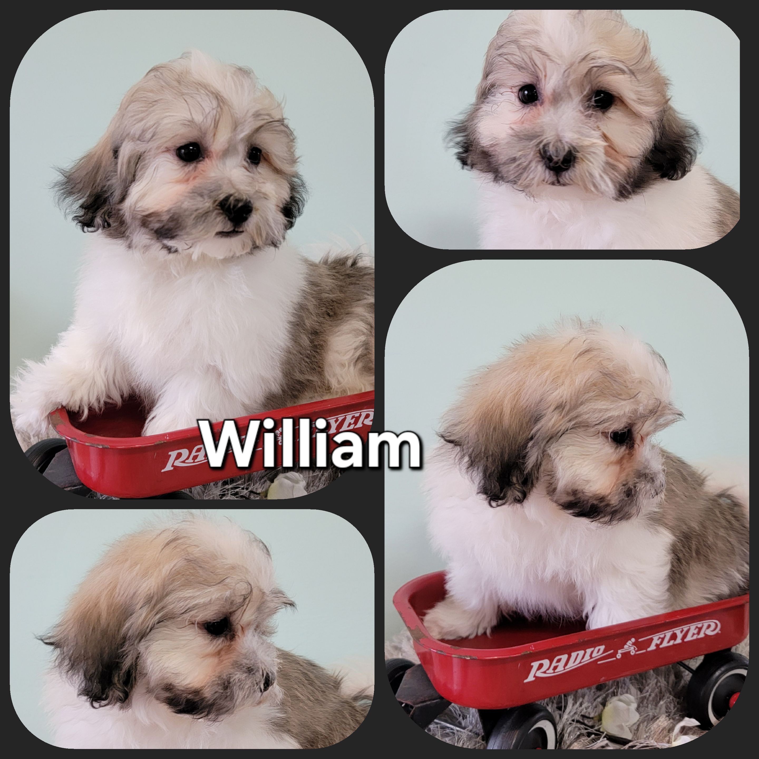 puppy, for, sale, Shih Bichon, Loren & Elaine  Nolt, dog, breeder, East Earl, PA, dog-breeder, puppy-for-sale, forsale, nearby, find, puppyfind, locator, puppylocator, aca